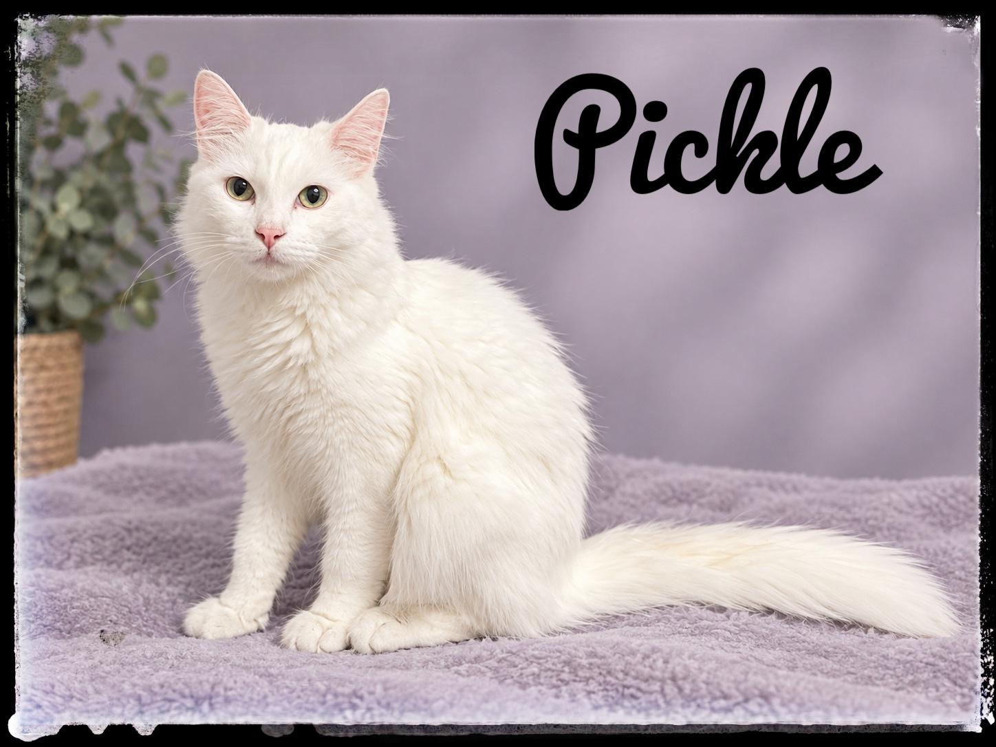 Pickle, Adoptable, Young Male Domestic Medium Hair.