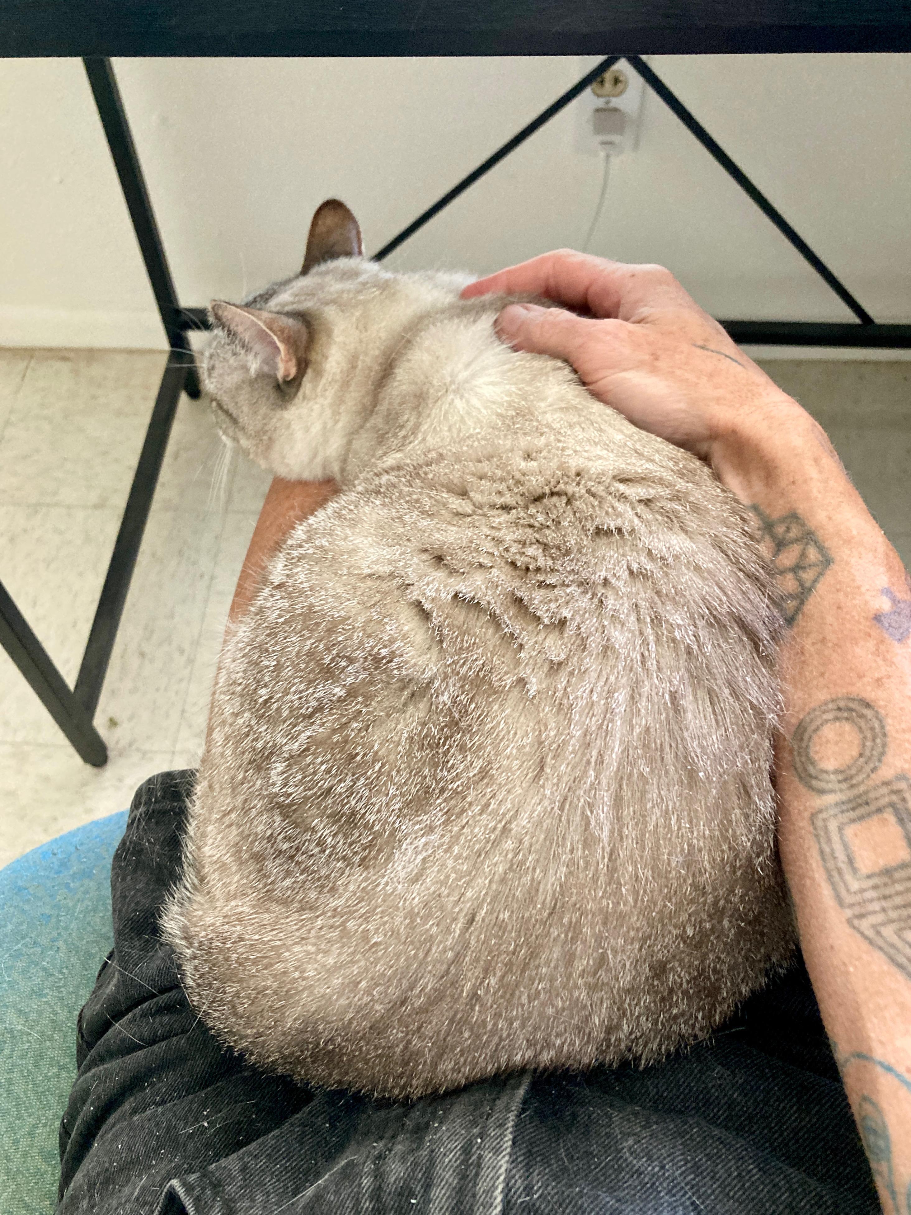 Kira, a ADOPTABLE Domestic Short Hair in Roswell, NM image 2/4