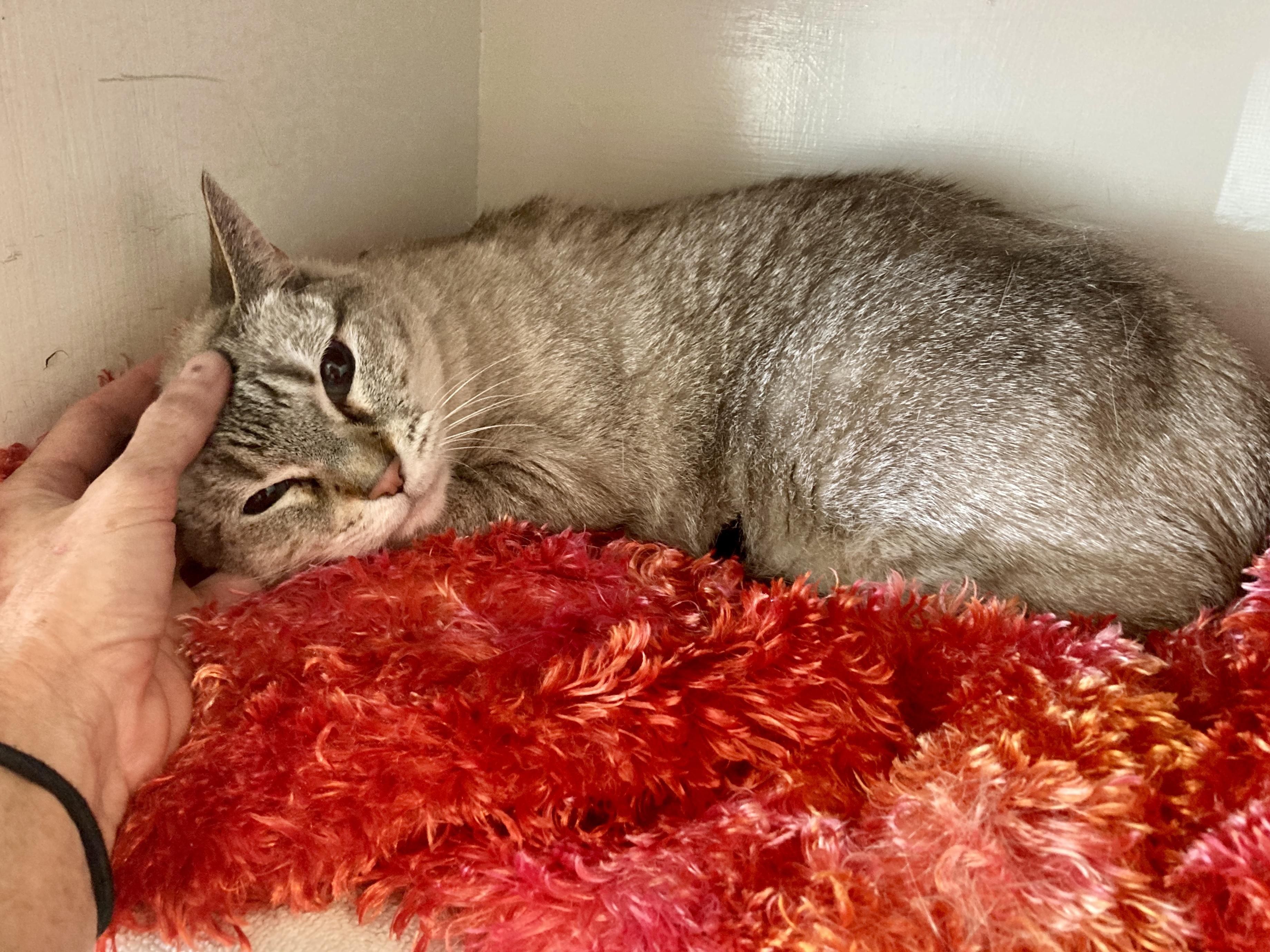 Kira, a ADOPTABLE Domestic Short Hair in Roswell, NM image 4/4