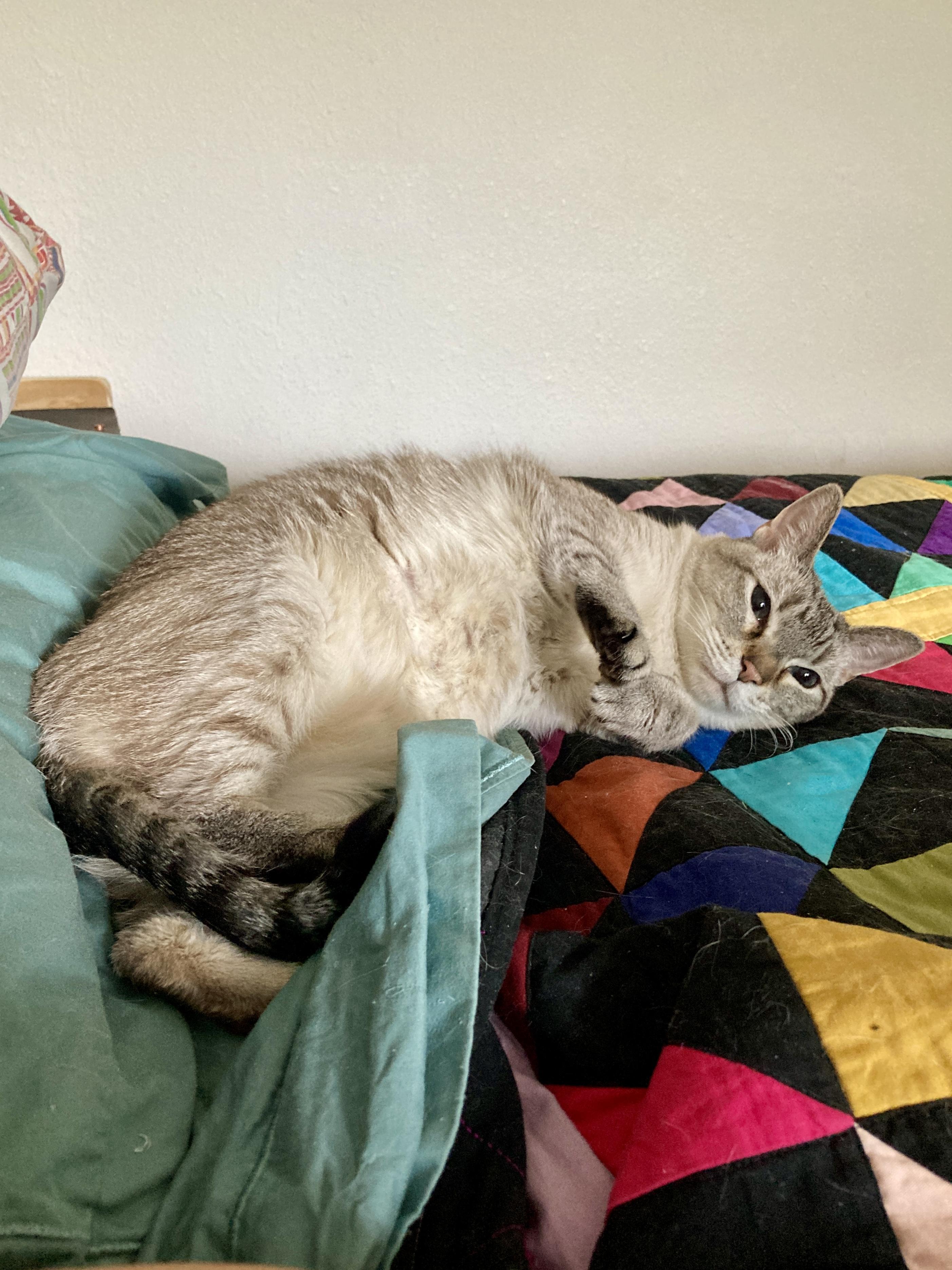 Kira, ADOPTABLE, Adult Female Domestic Short Hair.