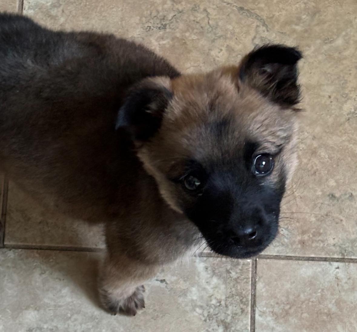 Mukwa, Adopted, Adult Female German Shepherd Dog.