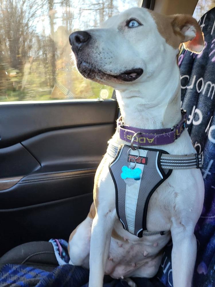 Hope, Adoptable, Young Female Hound & Pit Bull Terrier.