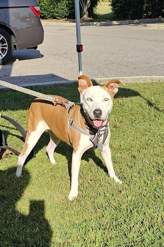 Enlarge Hope, a Adoptable mixed breed in Youngsville, NC image 2/6