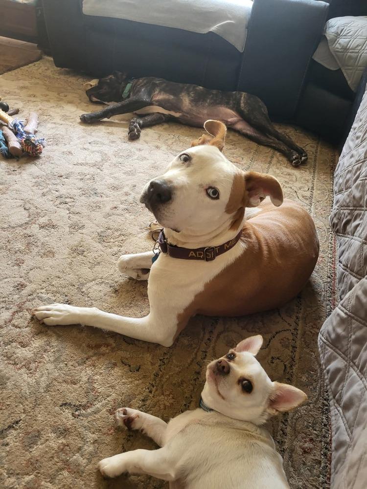 Enlarge Hope, a Adoptable mixed breed in Youngsville, NC image 3/6