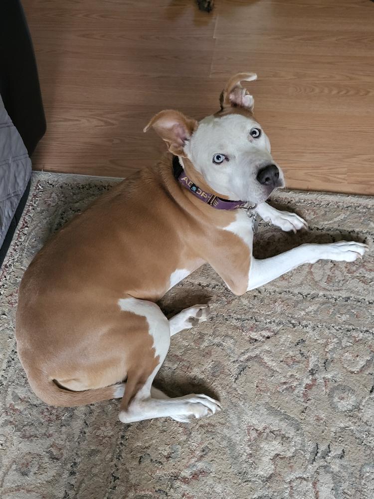 Hope, Adoptable, Young Female Hound & Pit Bull Terrier.