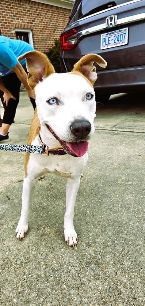 Enlarge Hope, a Adoptable mixed breed in Youngsville, NC image 5/6