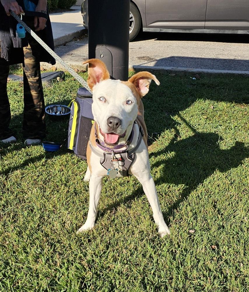 Enlarge Hope, a Adoptable mixed breed in Youngsville, NC image 6/6