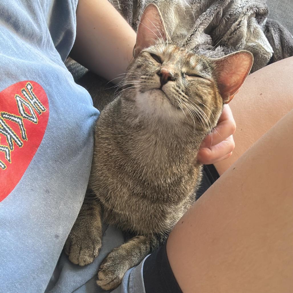 Enlarge Honey, a Adoptable Domestic Short Hair in Los Angeles, CA image 2/6