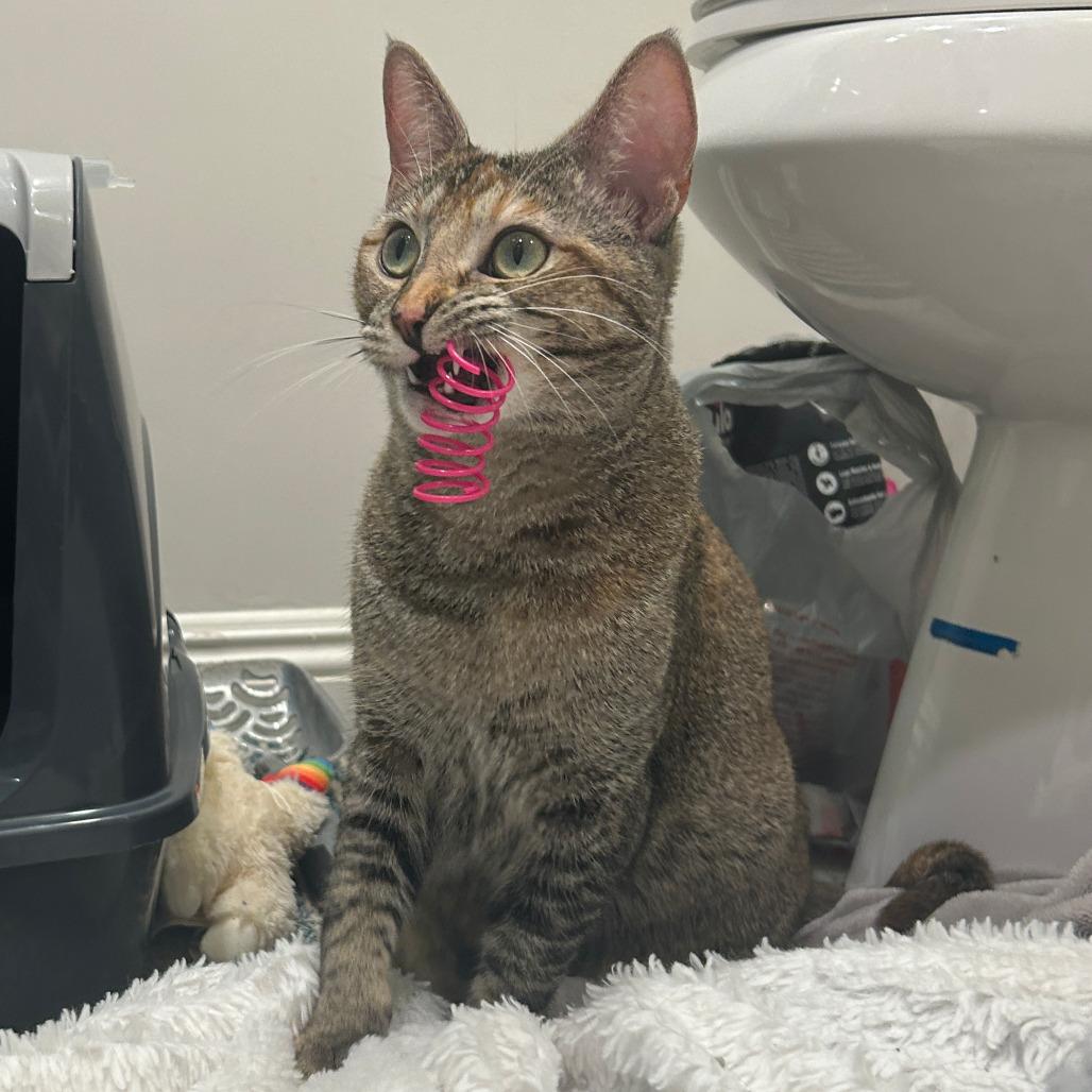 Honey, a Adoptable Domestic Short Hair in Los Angeles, CA image 1/6