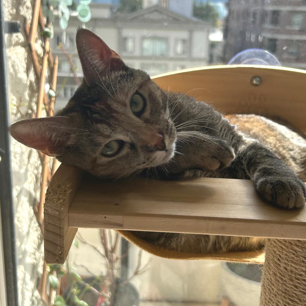 Honey, a Adoptable Domestic Short Hair in Los Angeles, CA image 3/6