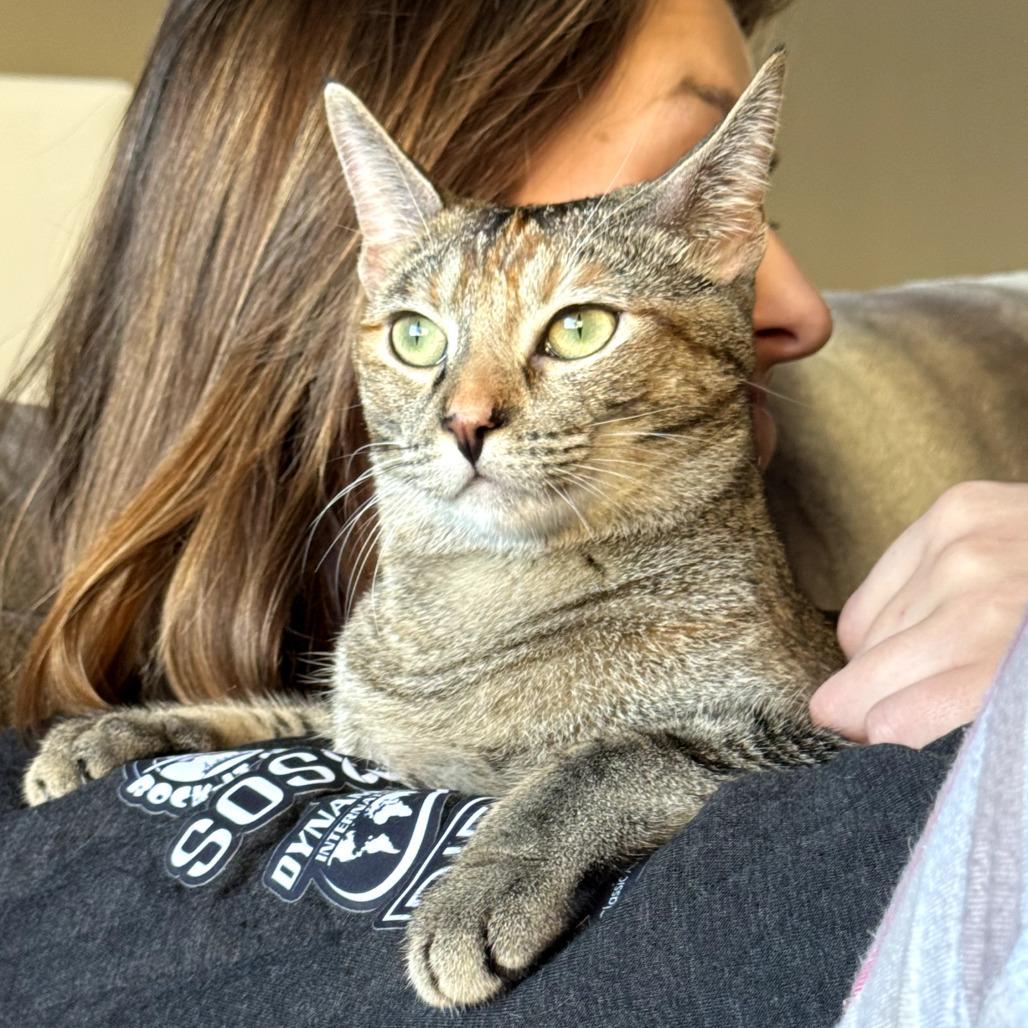 Honey, a Adoptable Domestic Short Hair in Los Angeles, CA image 4/6