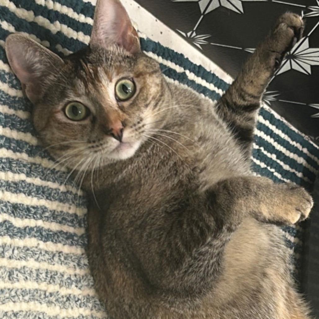 Honey, a Adoptable Domestic Short Hair in Los Angeles, CA image 5/6