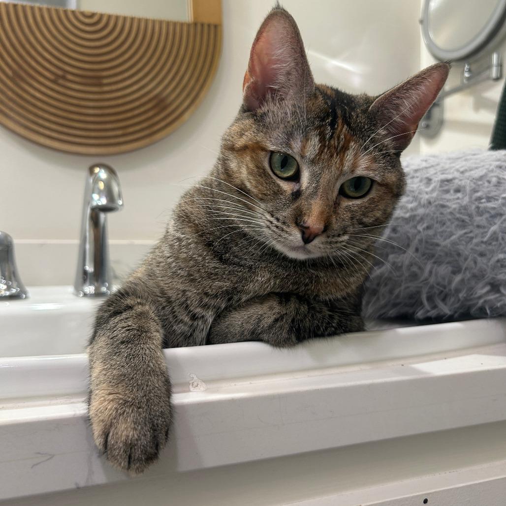 Honey, a Adoptable Domestic Short Hair in Los Angeles, CA image 6/6