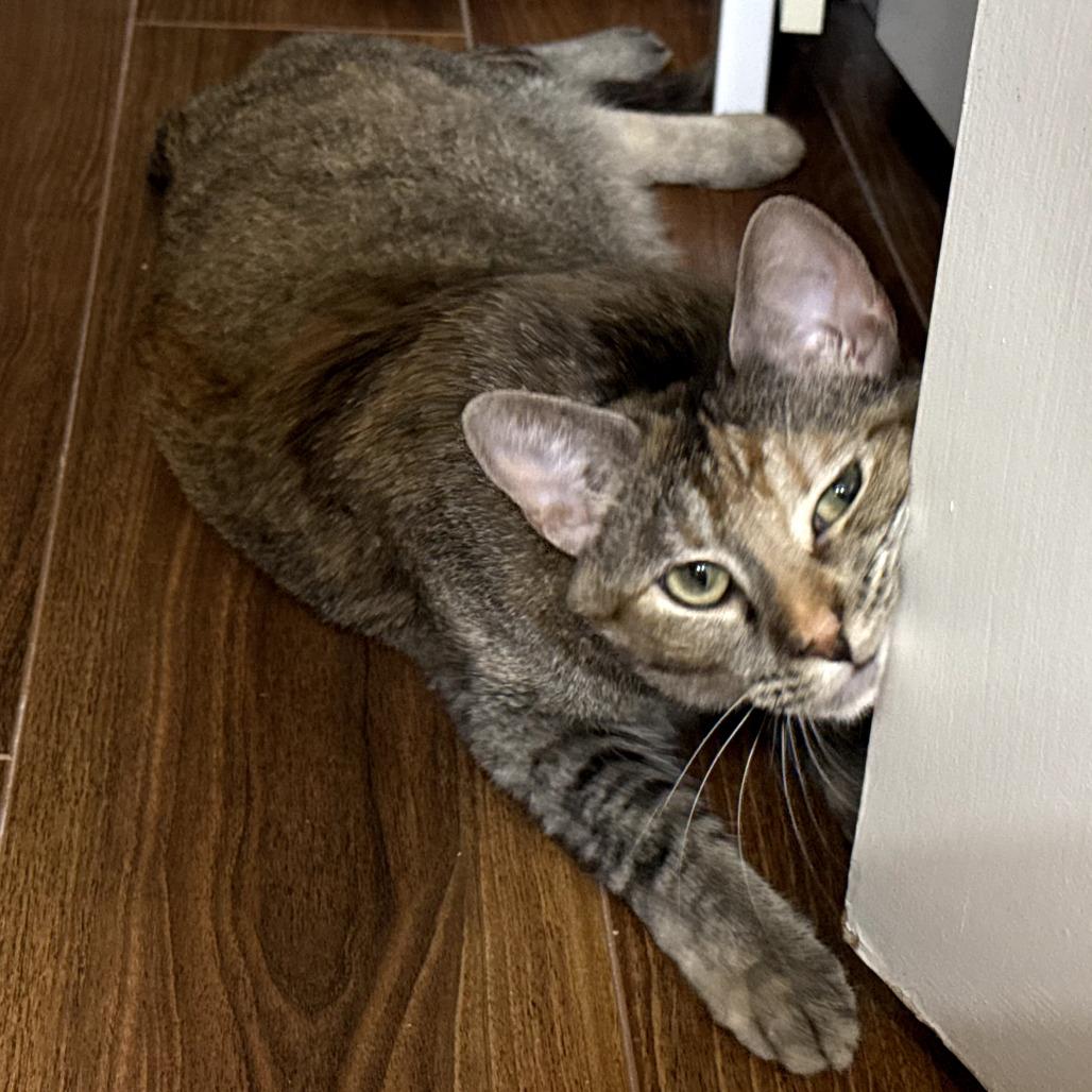 Enlarge Honey, a Adoptable Domestic Short Hair in Los Angeles, CA image 6/6