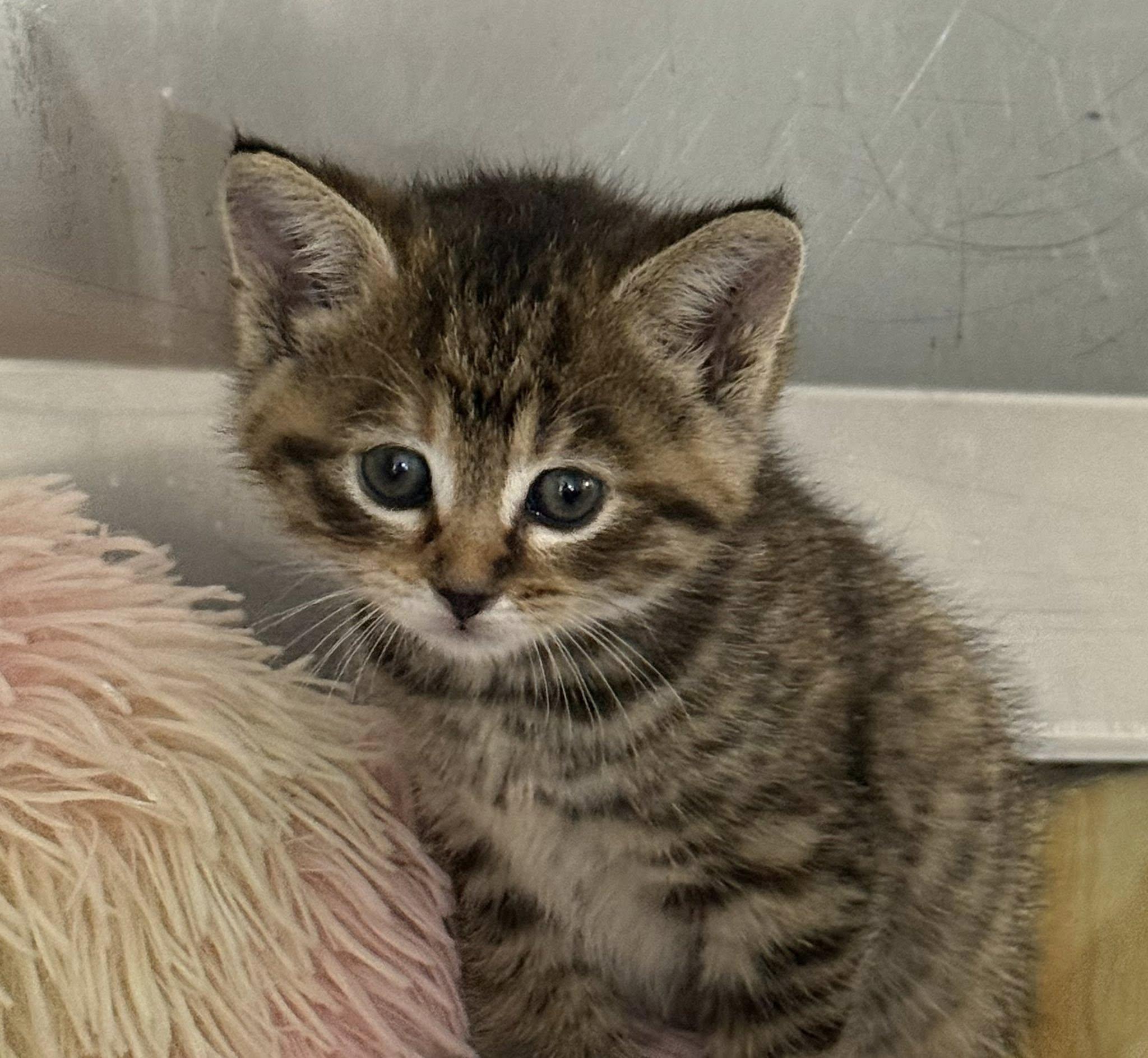 MUFFIN, Baby Female Domestic Short Hair