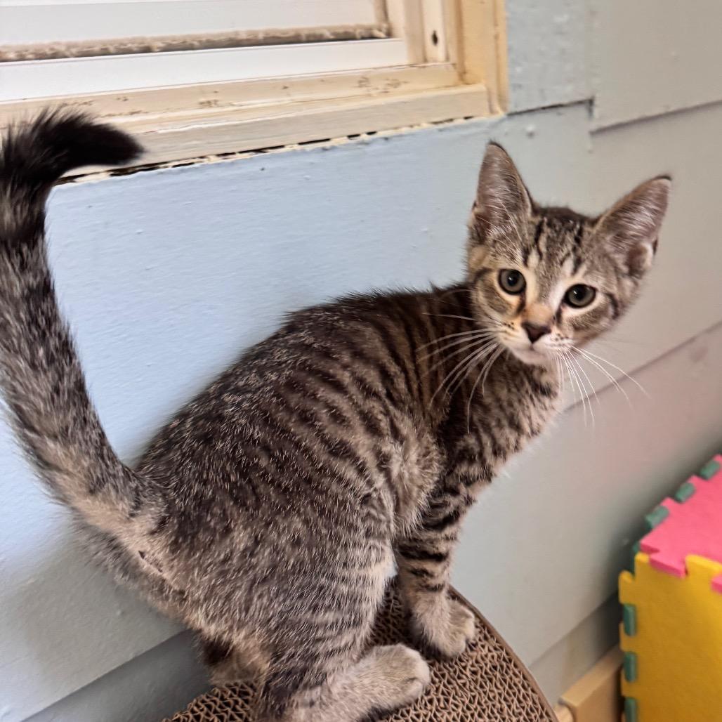 Enlarge Hunter, a Adoptable Tabby in Richland, MI image 1/2