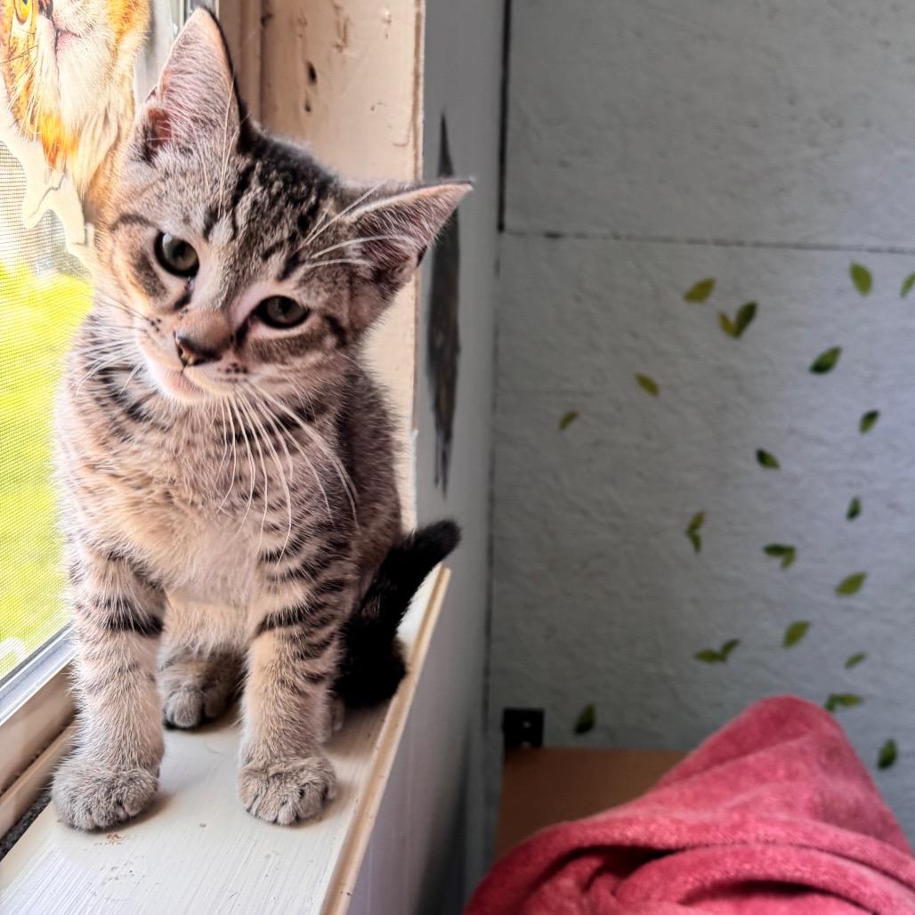 Enlarge Hunter, a Adoptable Tabby in Richland, MI image 2/2