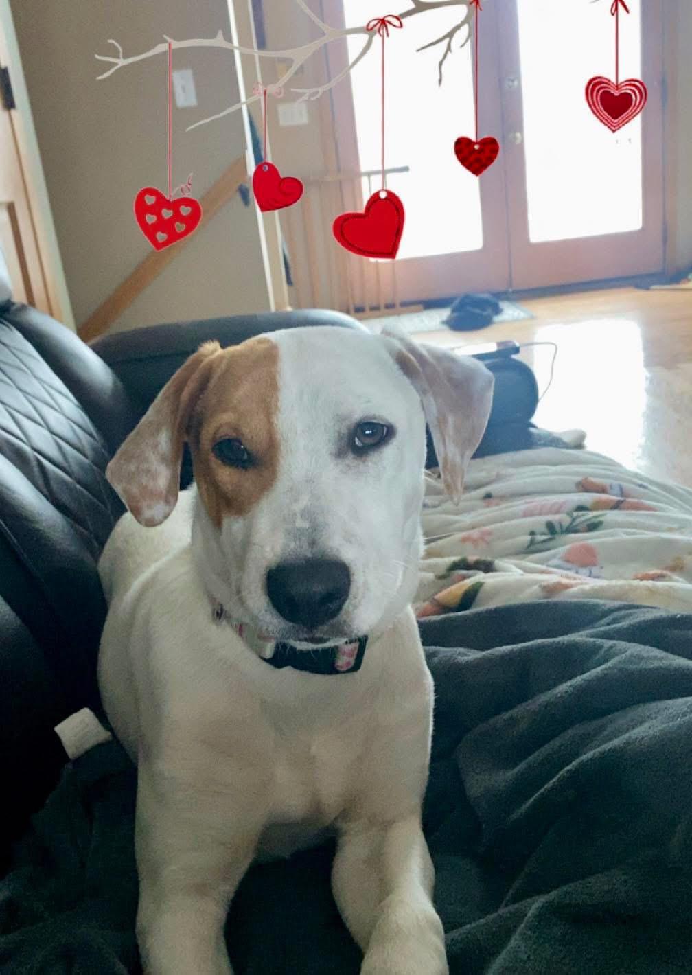 Goldie, adopted, Puppy Female Mixed Breed.