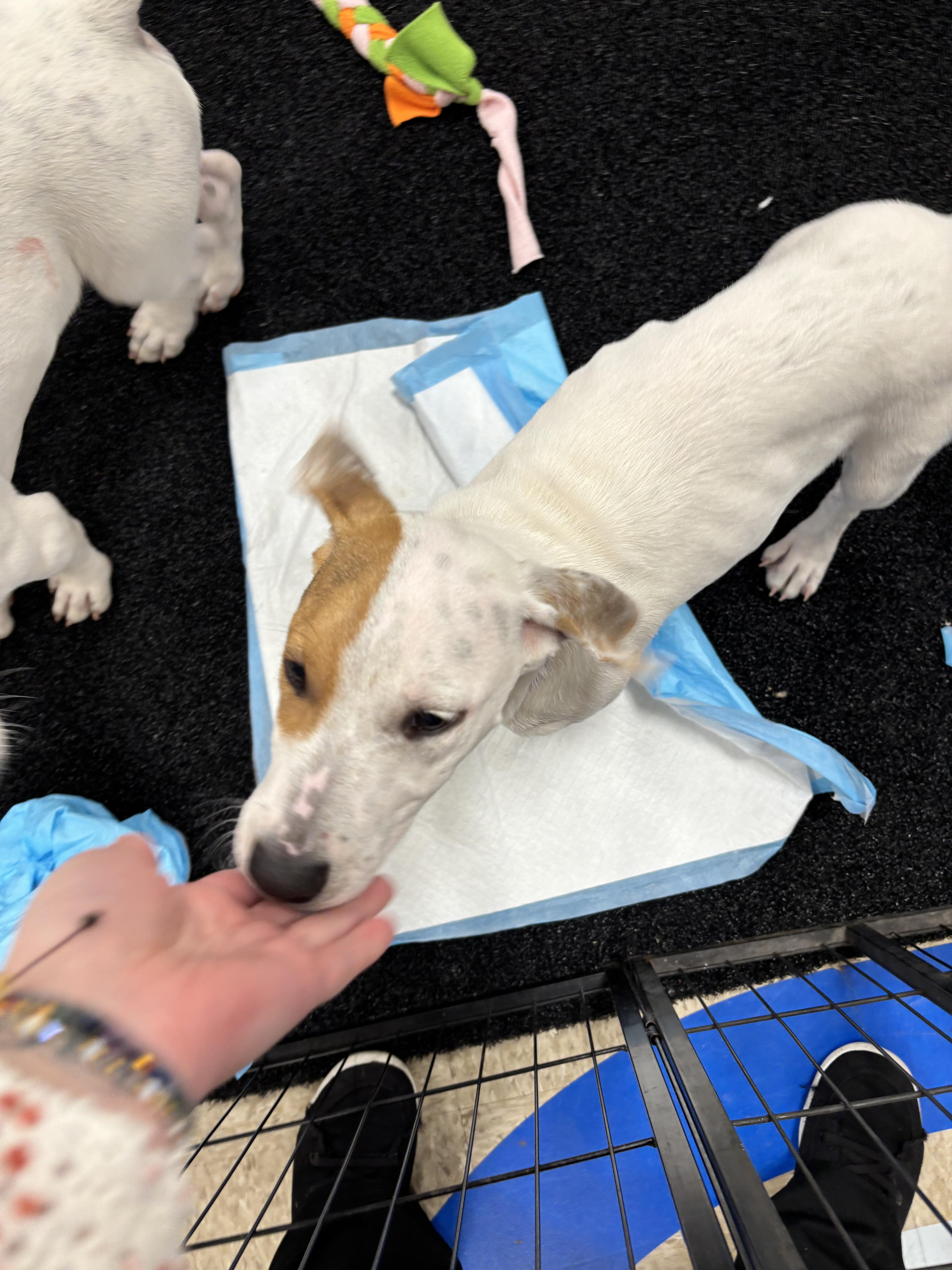 Enlarge Goldie, an adopted Mixed Breed in Algonquin, IL image 5/6