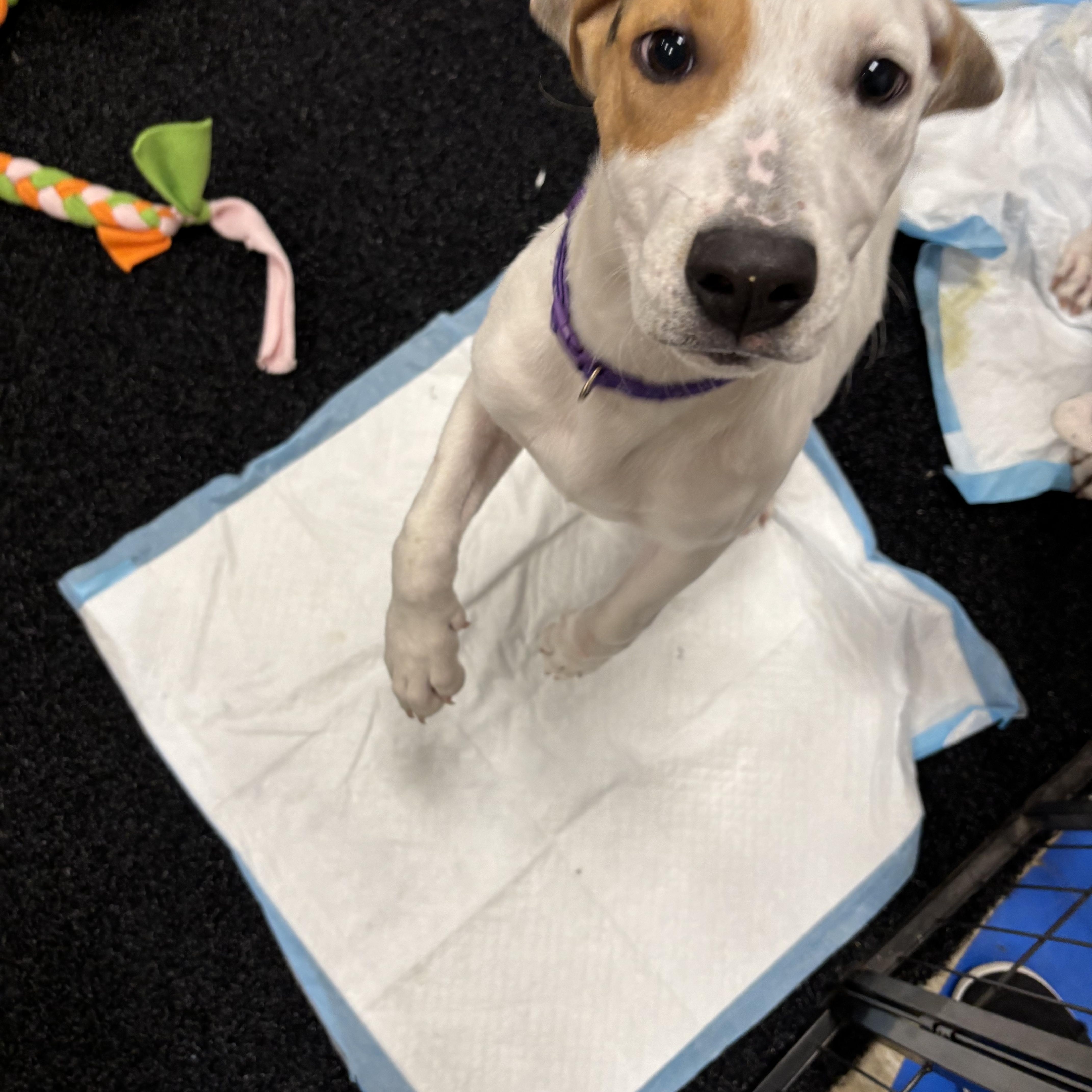 Enlarge Goldie, an adopted Mixed Breed in Algonquin, IL image 6/6