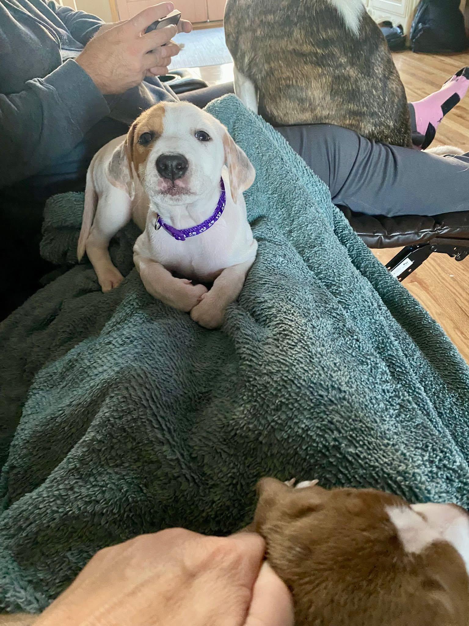 Goldie, Adoptable, Puppy Female Mixed Breed.