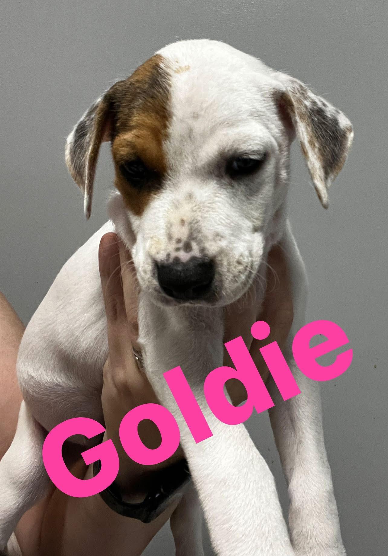 Goldie, a Adoptable Mixed Breed in Algonquin, IL image 2/2