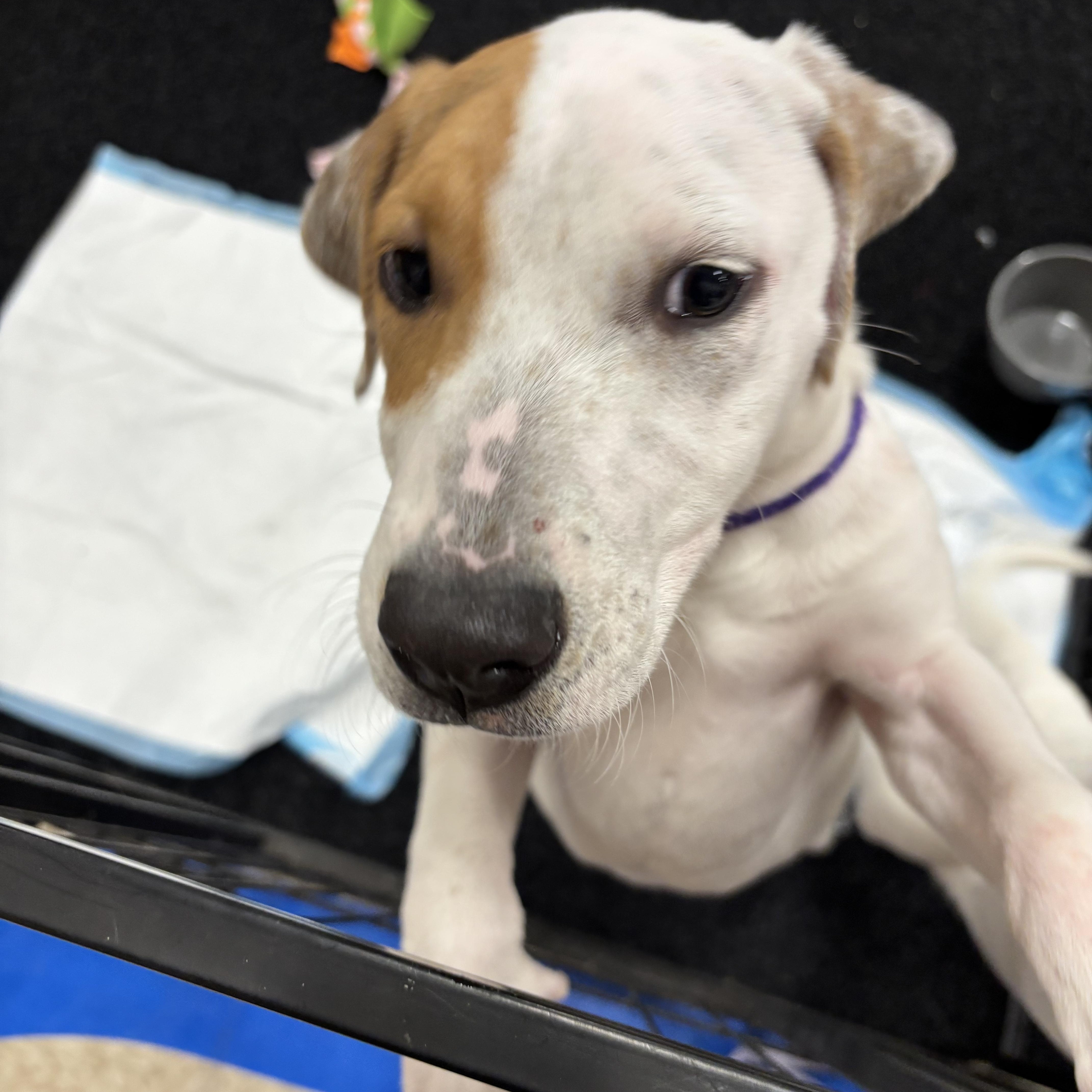 Goldie, Adoptable, Puppy Female Mixed Breed.