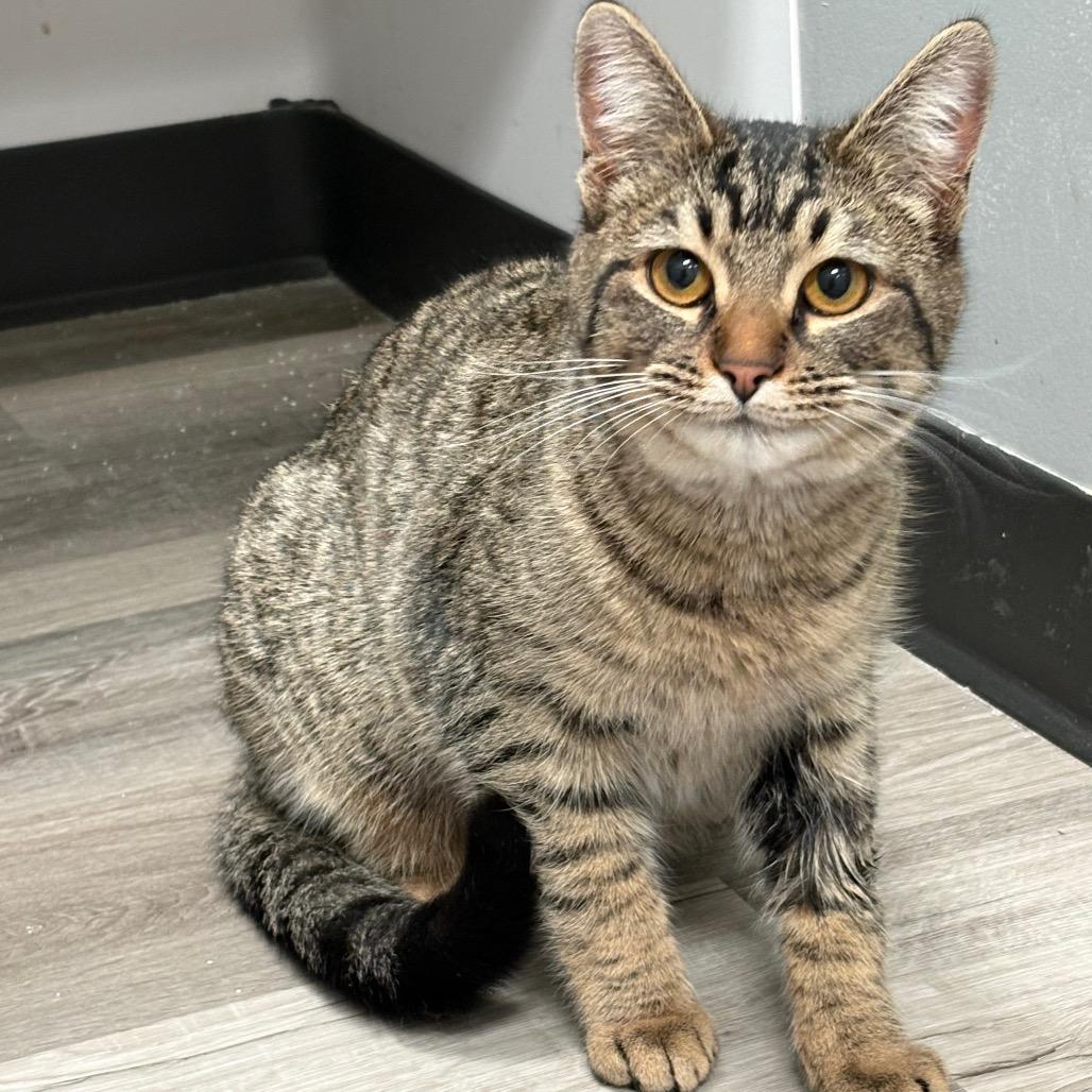 Enlarge Maysilee, a Adoptable American Shorthair in Greenfield, IN image 1/2