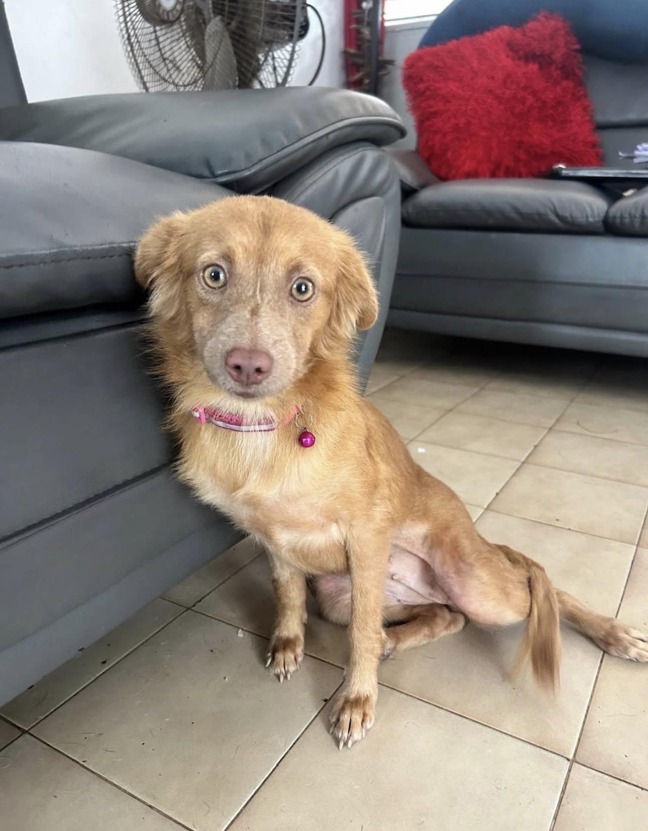 SUNSHINE - perfect family dog, adopted, Young Female Golden Retriever & Spaniel.