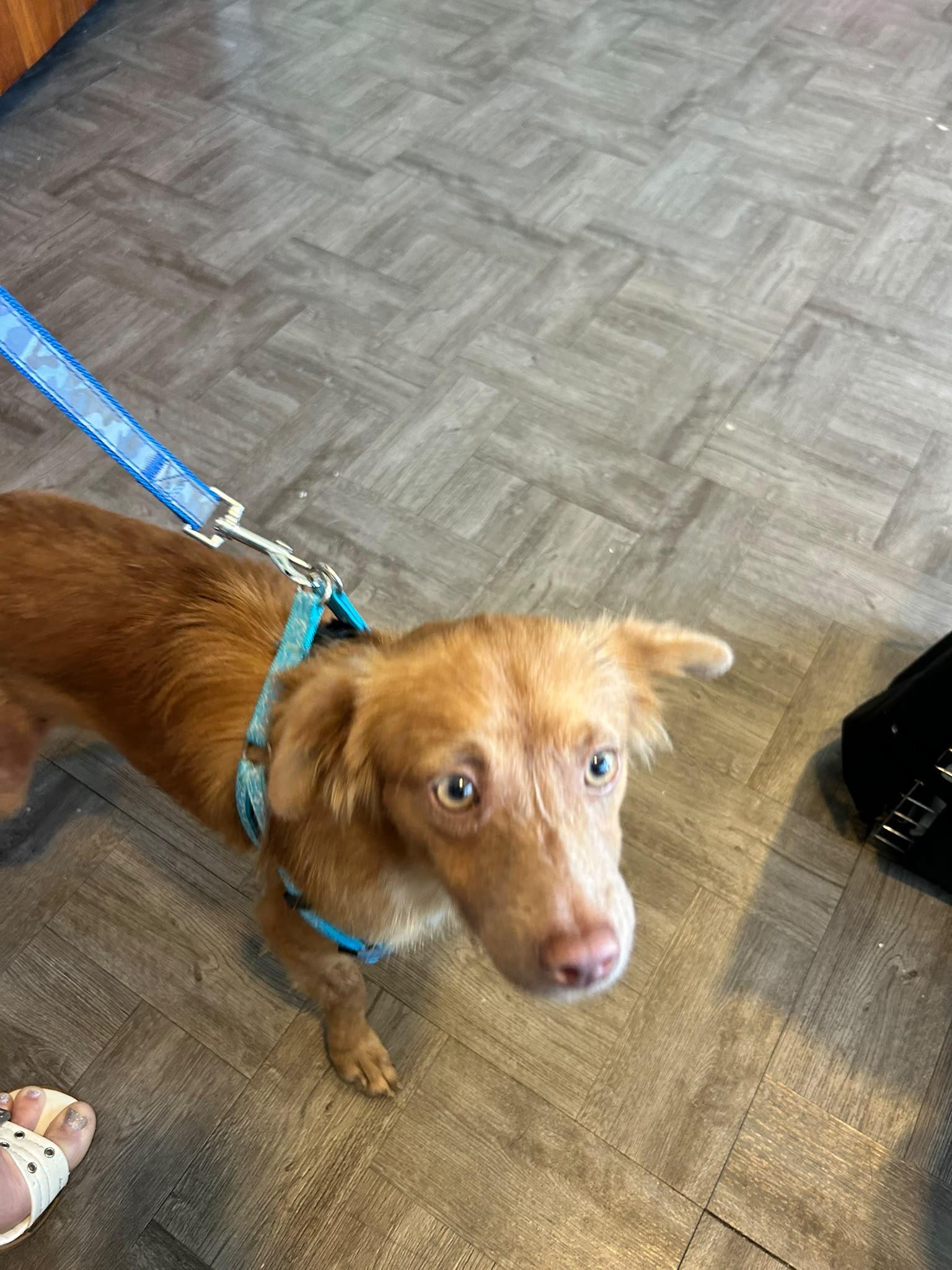 SUNSHINE - perfect family dog, an adopted mixed breed in Boston, MA image 2/6