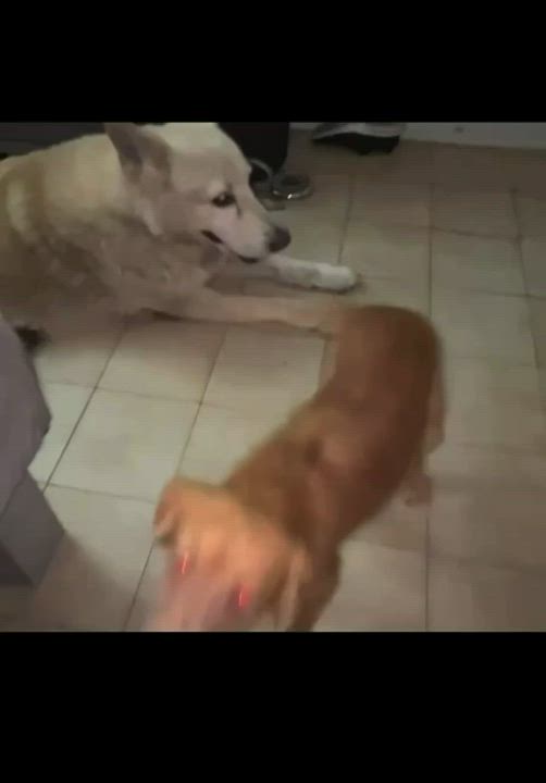 Enlarge SUNSHINE - perfect family dog, an adopted mixed breed in Boston, MA video 3/6