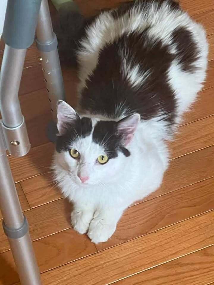 Jack, Adoptable, Adult Male Domestic Medium Hair.