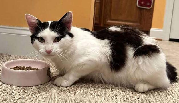 Enlarge Jack, a Adoptable mixed breed in Woodbridge, VA image 3/3