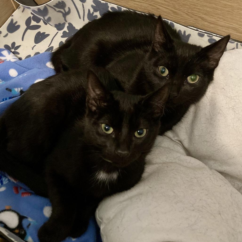 Enlarge Dior, a Adoptable Domestic Short Hair in Winston Salem, NC image 1/4