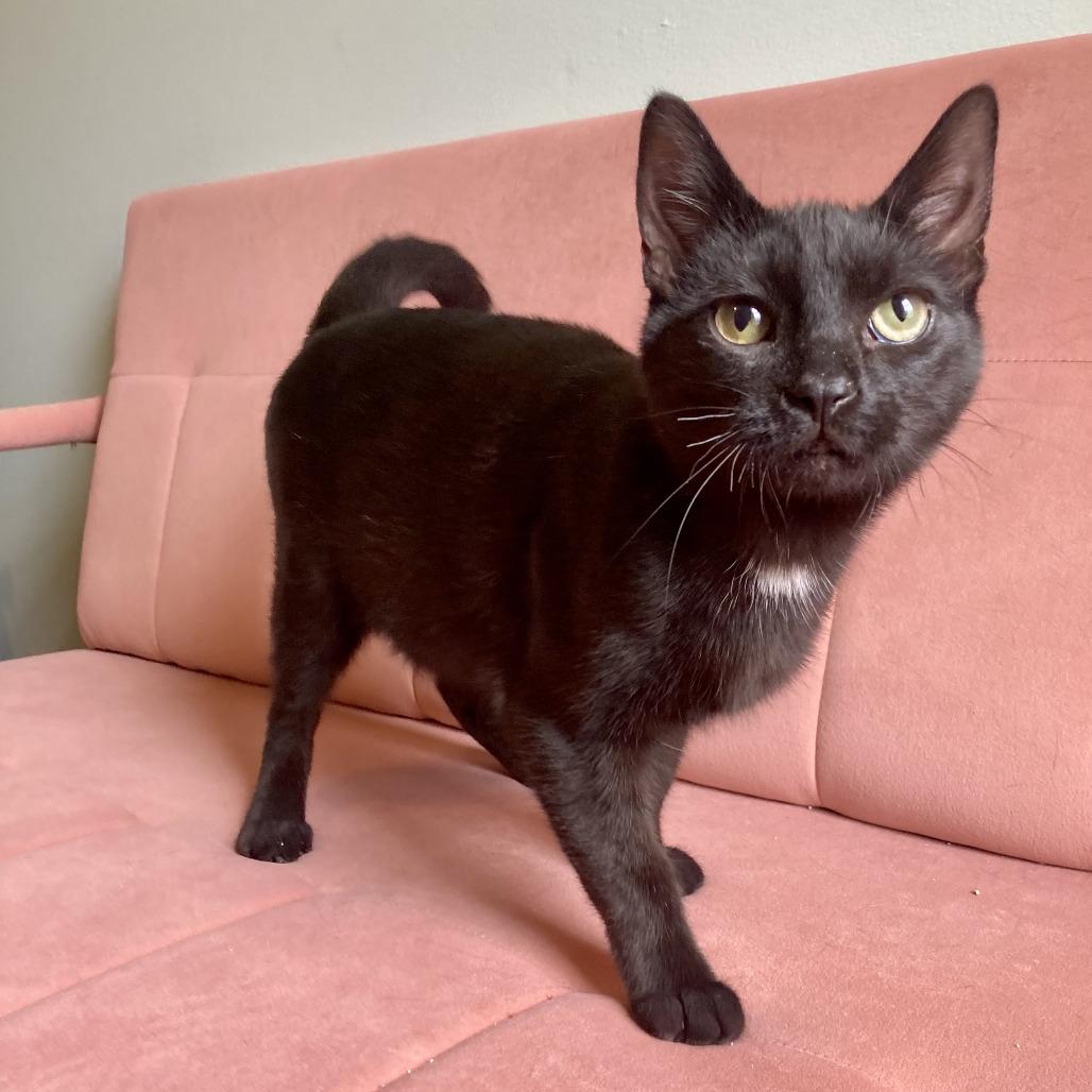 Enlarge Dior, a Adoptable Domestic Short Hair in Winston Salem, NC image 2/4