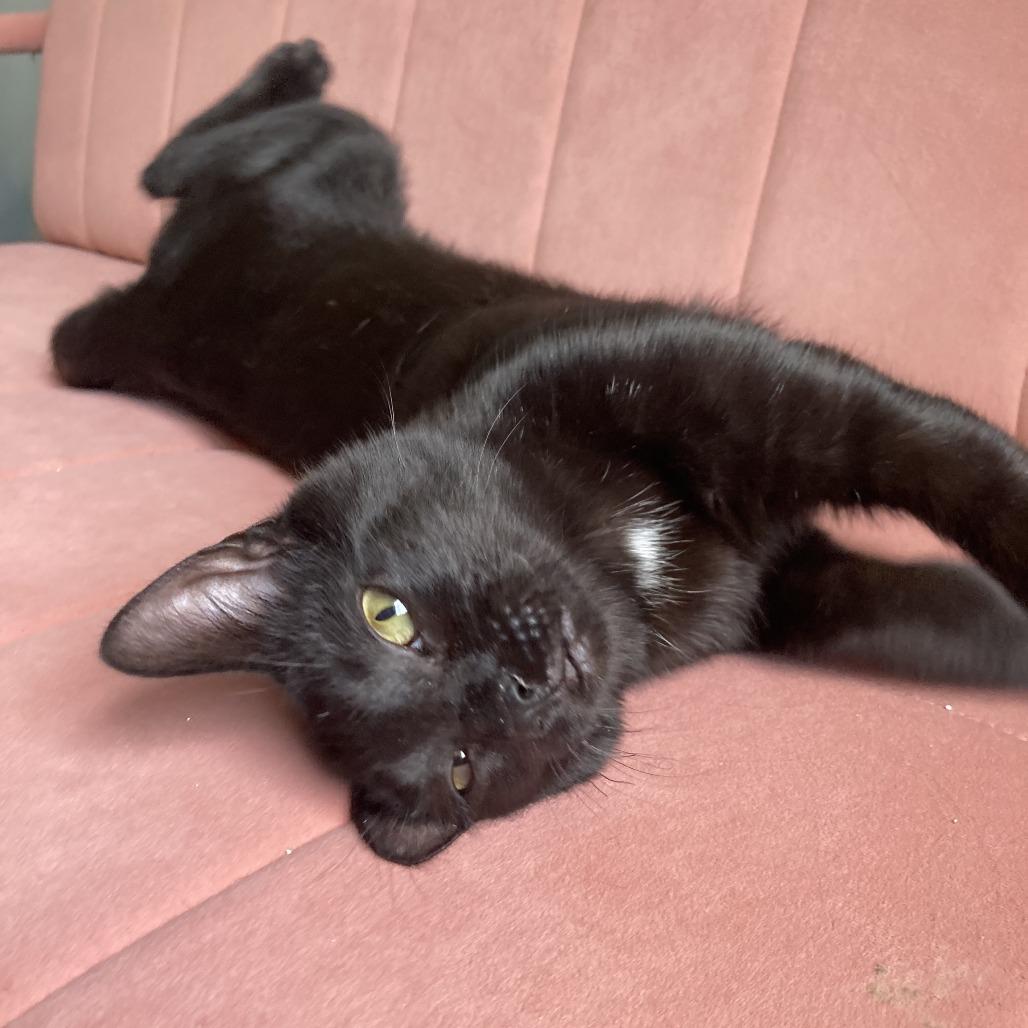 Enlarge Dior, a Adoptable Domestic Short Hair in Winston Salem, NC image 3/4