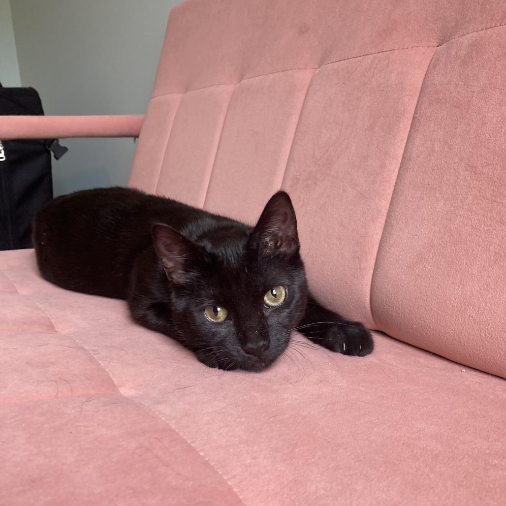 Enlarge Dior, a Adoptable Domestic Short Hair in Winston Salem, NC image 4/4