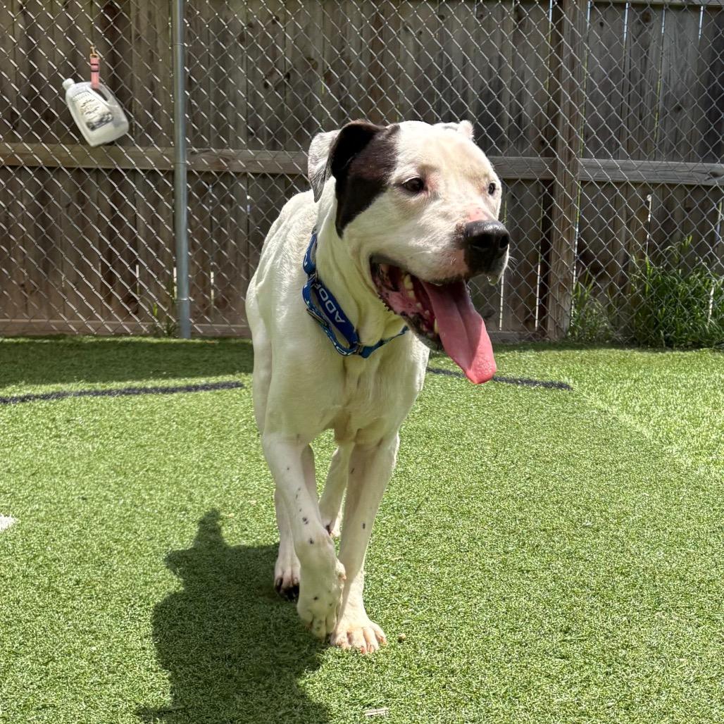 Beau, Adoptable, Adult Male Pit Bull Terrier & Mixed Breed.