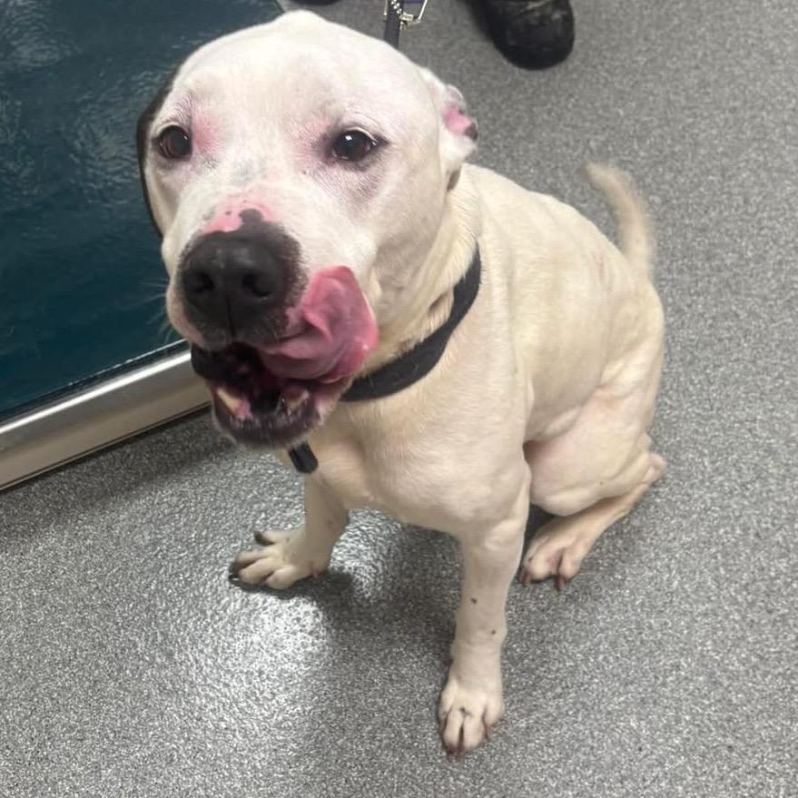 Enlarge Beau, a Adoptable mixed breed in Batavia, OH image 2/6