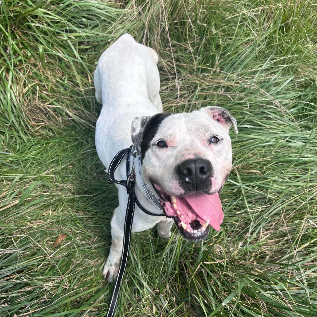 Beau, a Adoptable mixed breed in Batavia, OH image 3/6