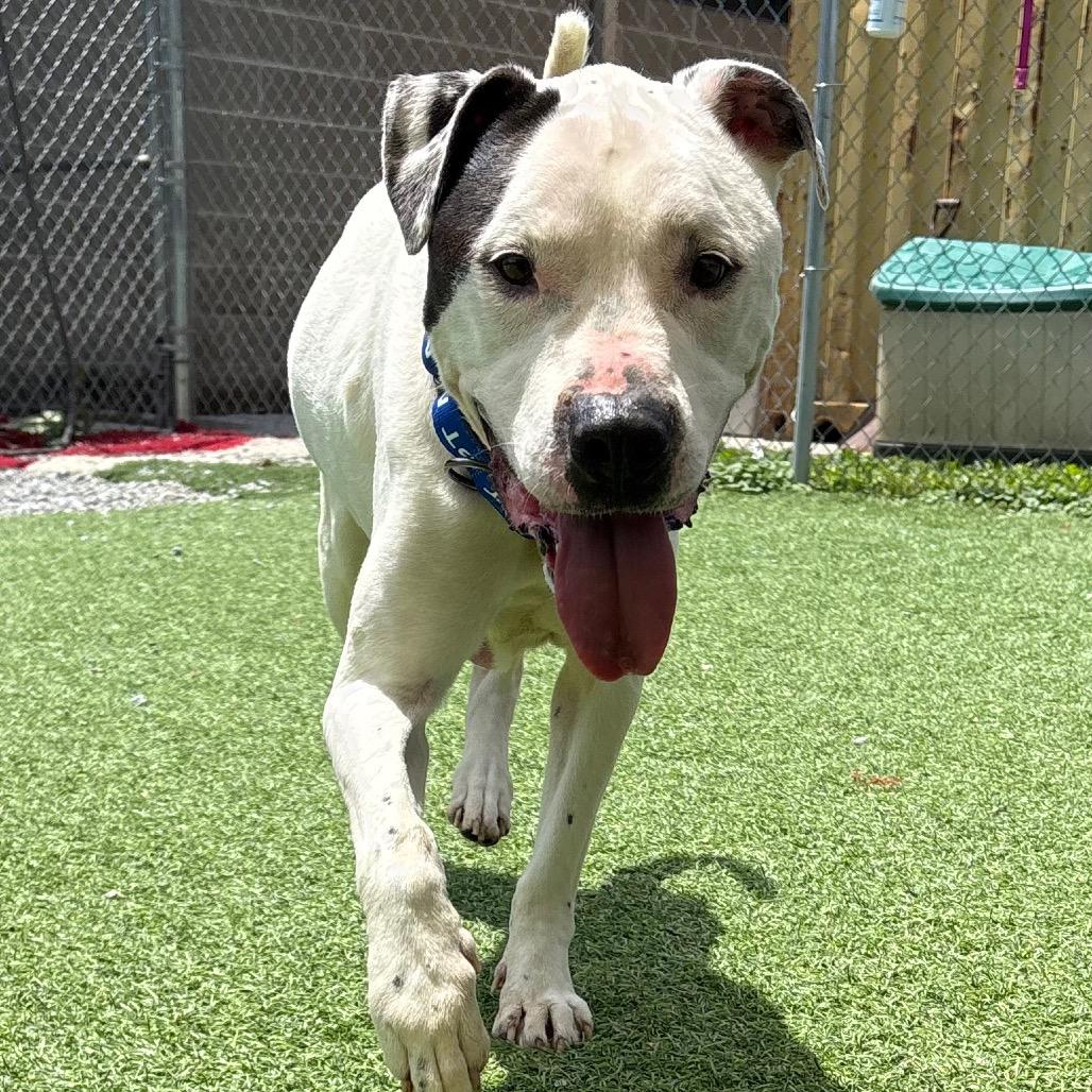 Enlarge Beau, a Adoptable mixed breed in Batavia, OH image 3/6