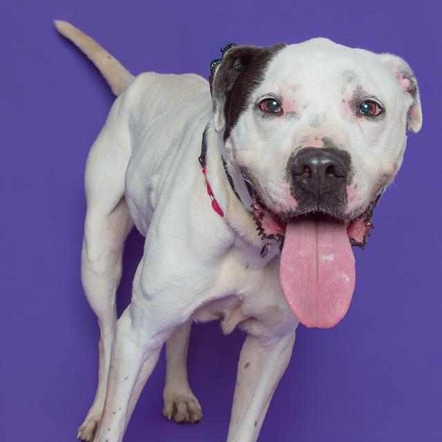 Enlarge Beau, a Adoptable mixed breed in Batavia, OH image 4/6