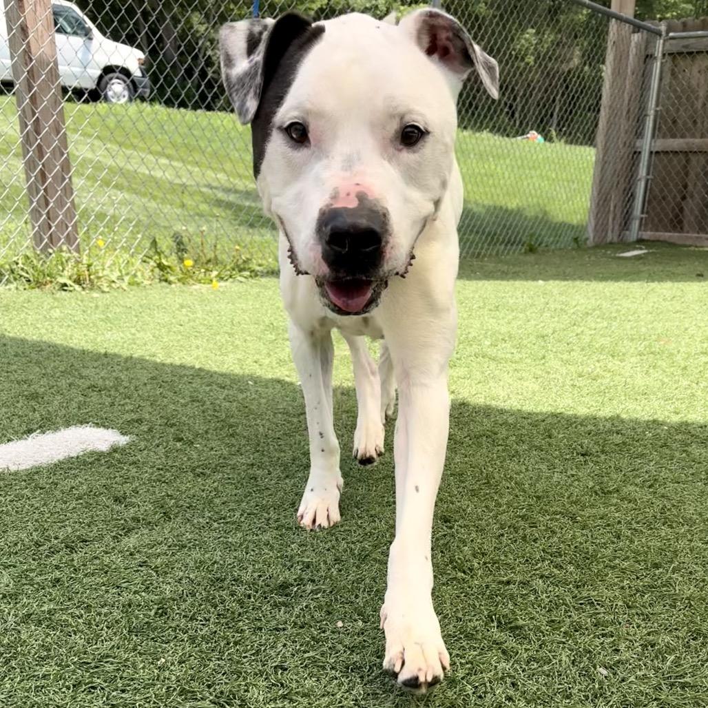 Enlarge Beau, a Adoptable mixed breed in Batavia, OH image 4/6