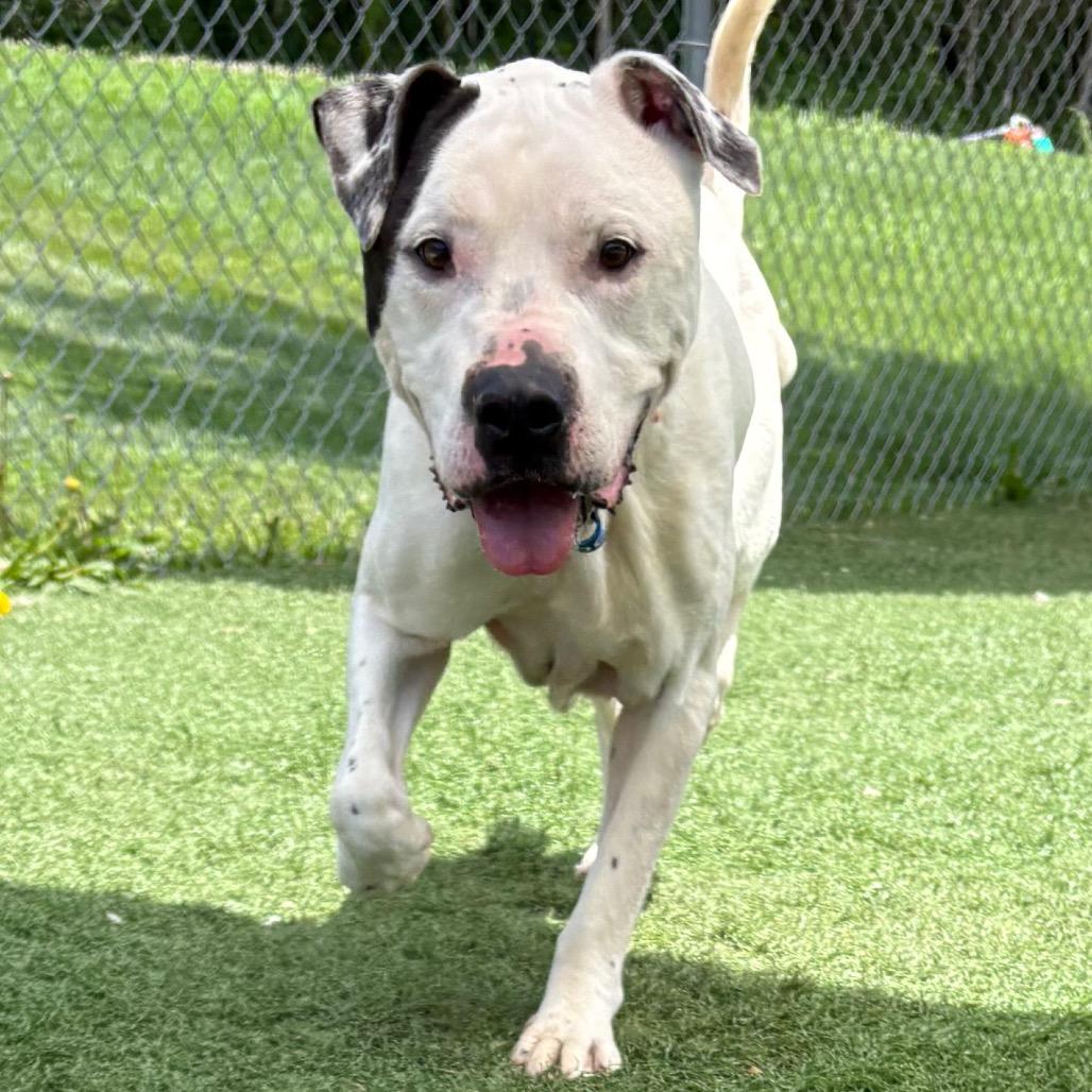 Enlarge Beau, a Adoptable mixed breed in Batavia, OH image 5/6