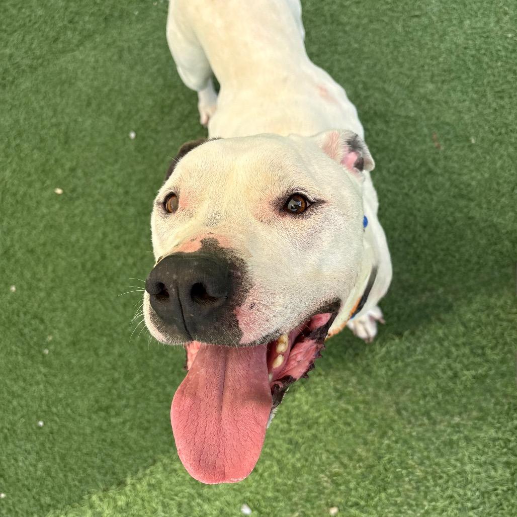 Enlarge Beau, a Adoptable mixed breed in Batavia, OH image 6/6