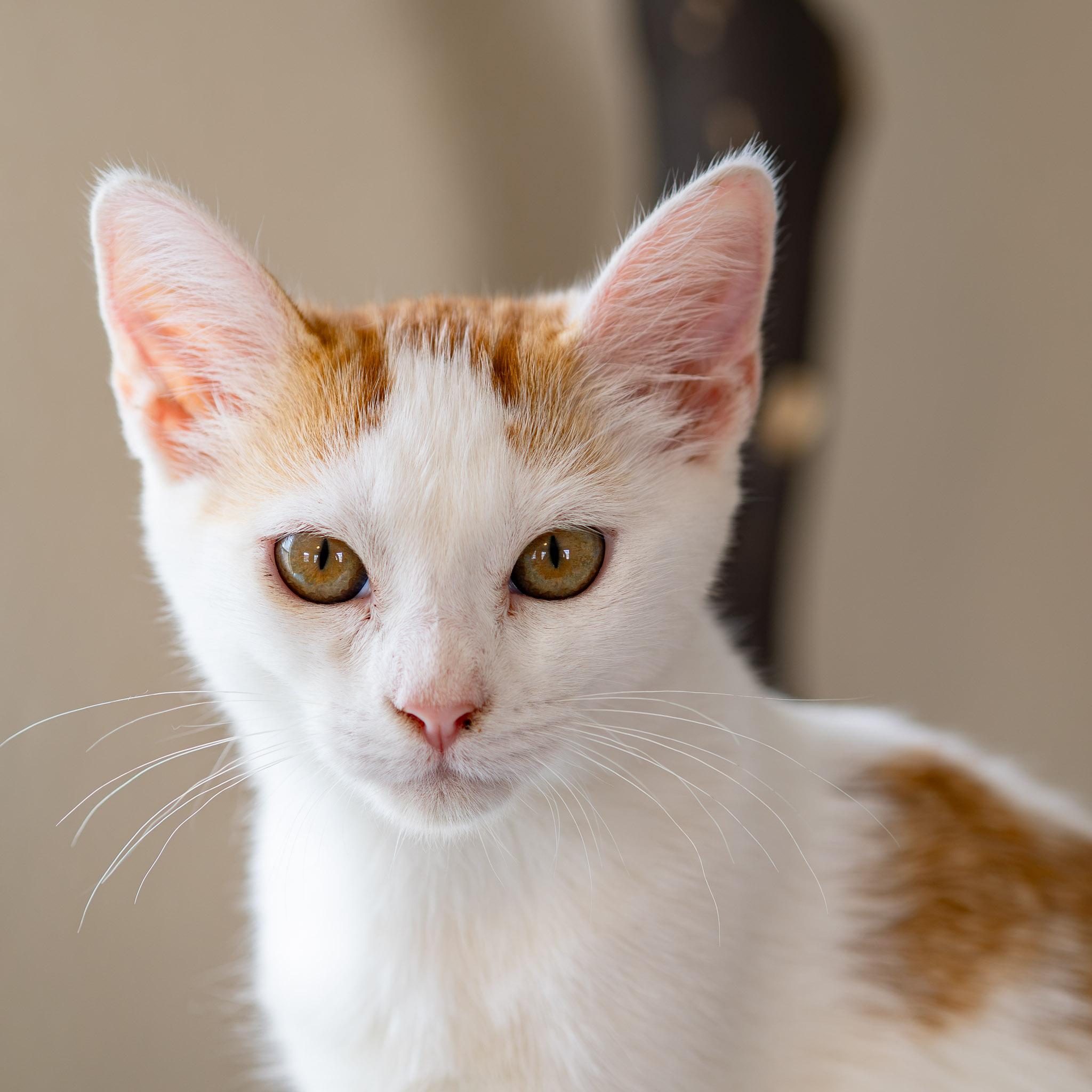 AUTUMN, Adoptable, Young Female Domestic Short Hair.