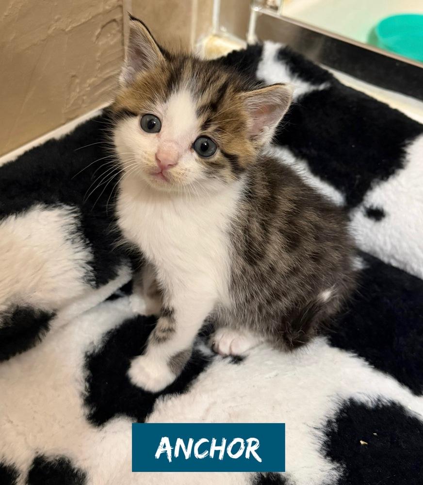 Enlarge Nautical kittys : Anchor, a Adopted Domestic Short Hair in Aurora, IN image 1/1