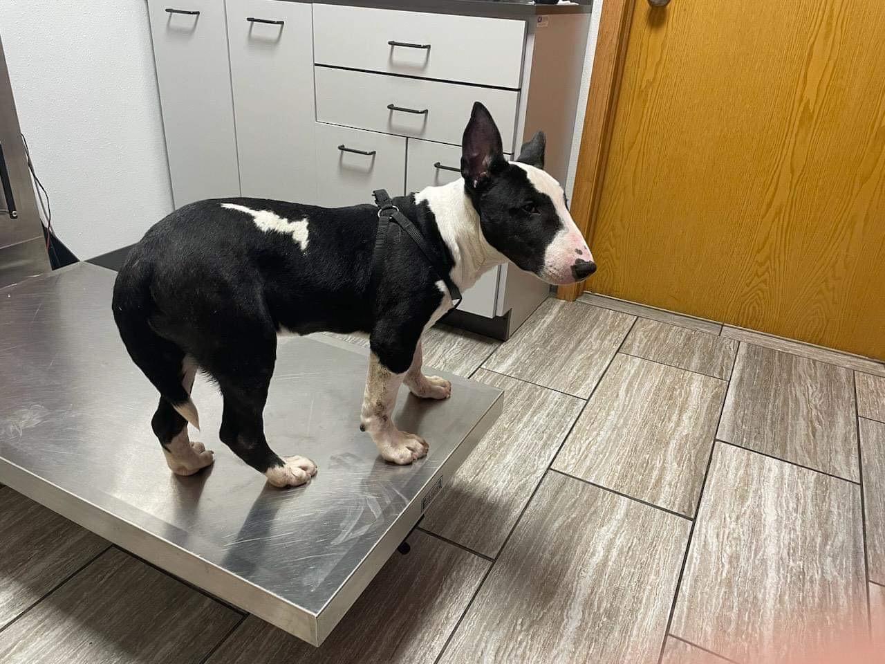 23-022 Panda, Adopted, Adult Male Bull Terrier.
