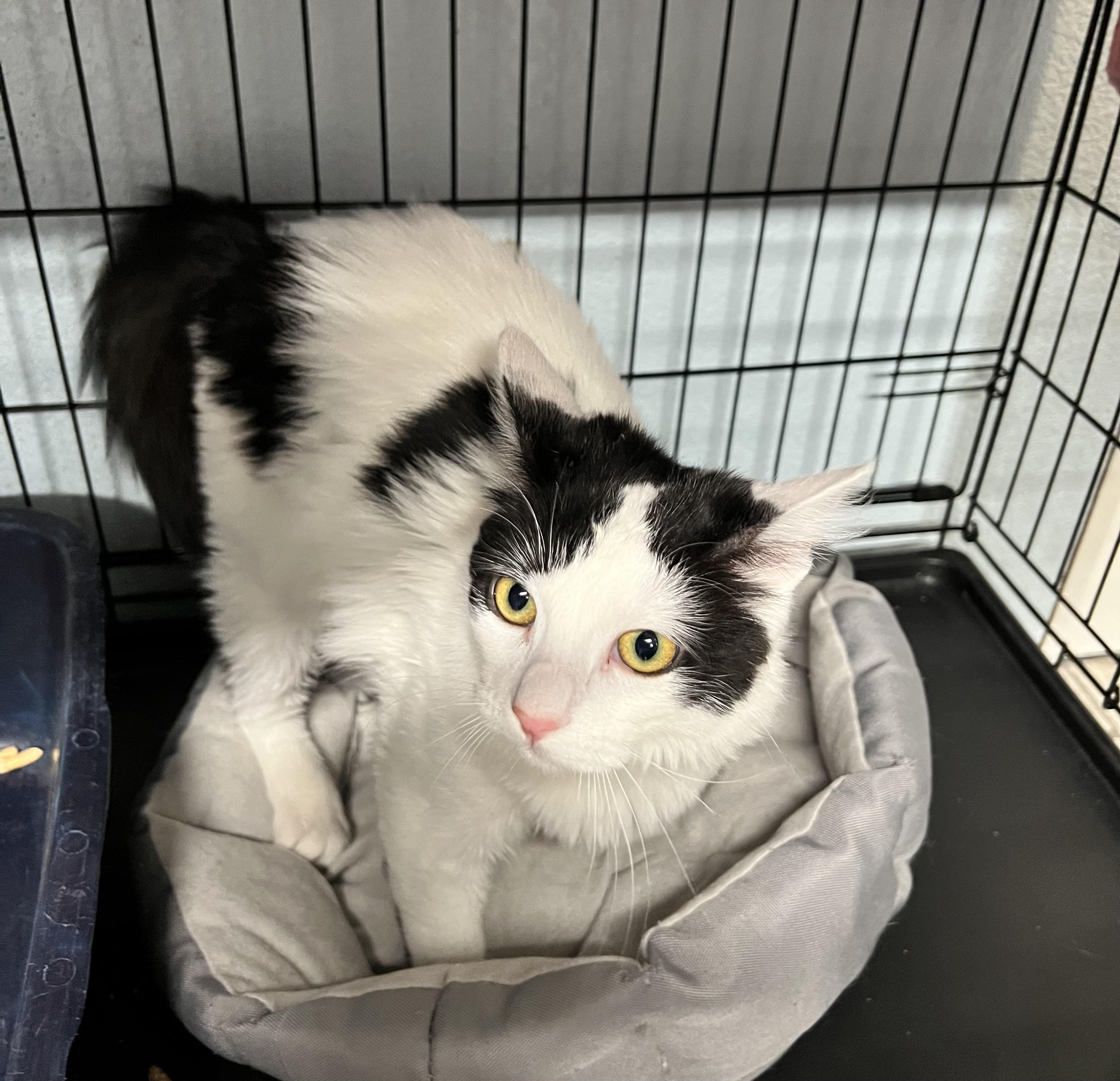Gabriela, Young Female Domestic Long Hair