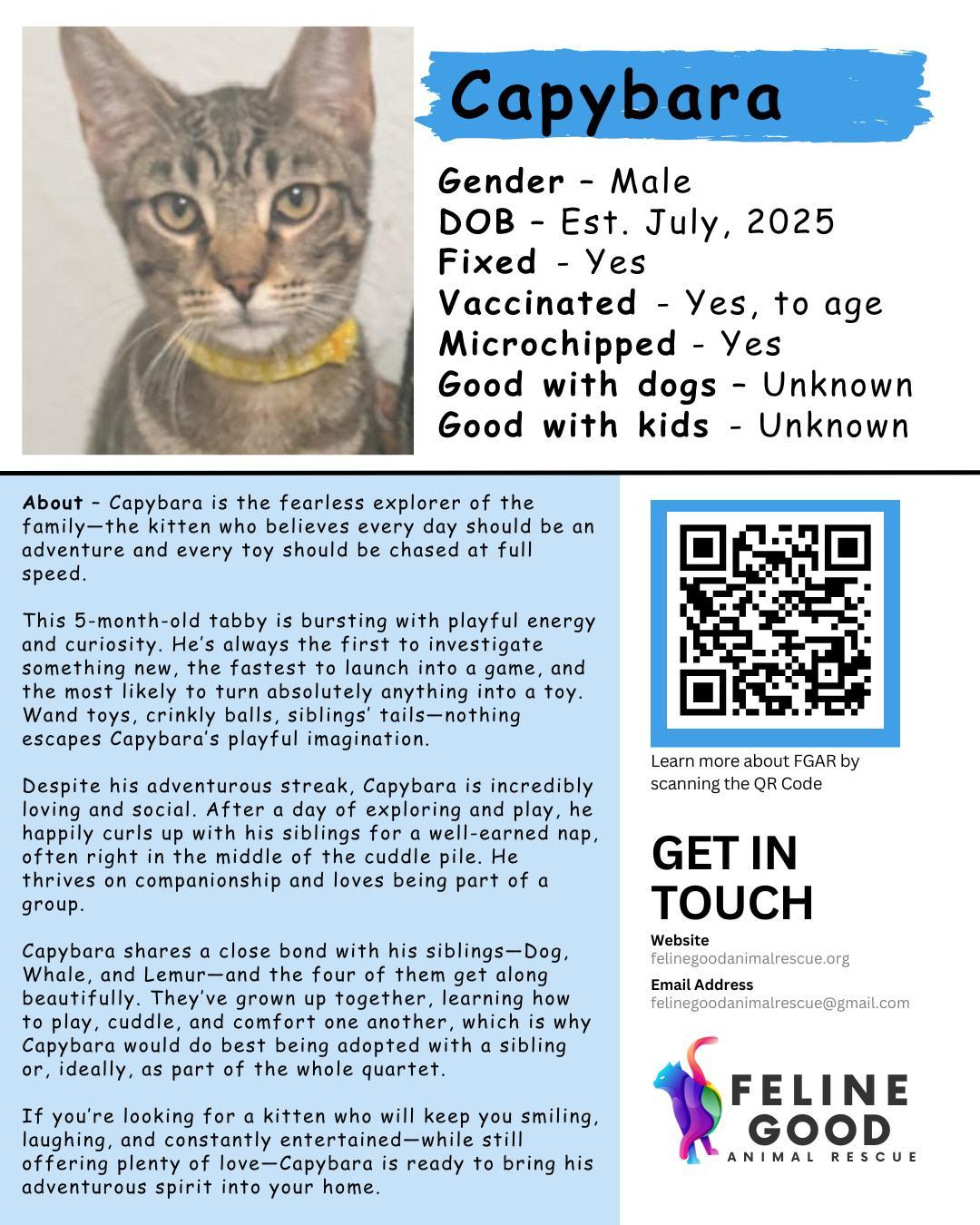 Capybara, a Adoptable Tabby in Eugene, OR image 4/4